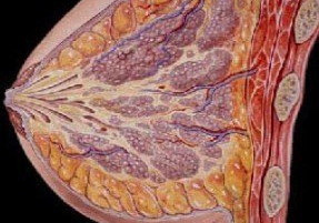 乳腺脓肿症状图片图片