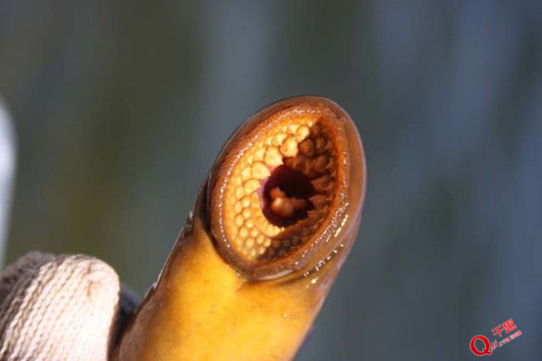 土蚂蚱口水图片图片