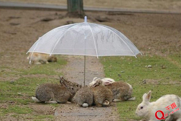 要下雨了动物的表现图片