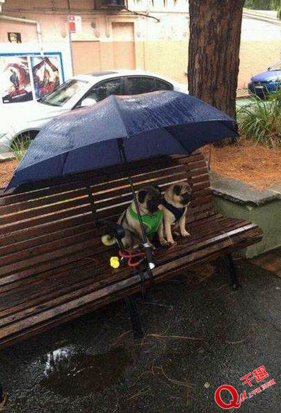 治愈系小动物们下雨天撑伞