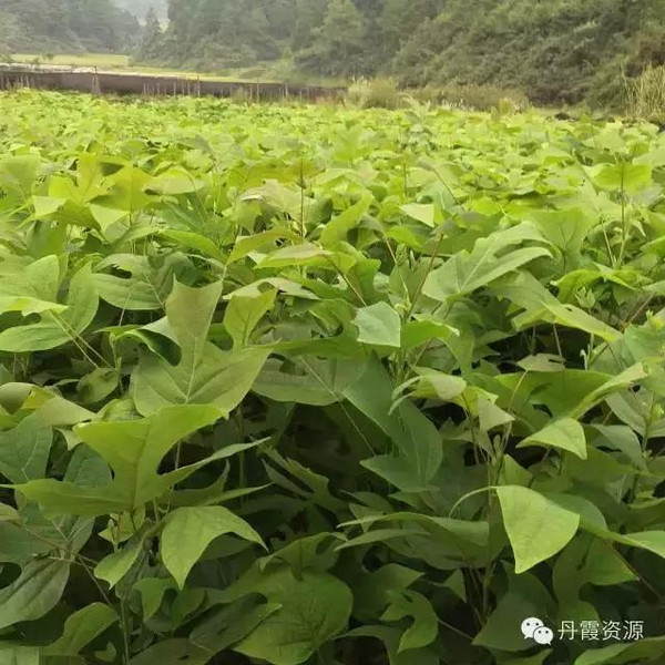 此圖為(馬褂木)青錢柳幼苗此圖為 ( 金錢柳)此