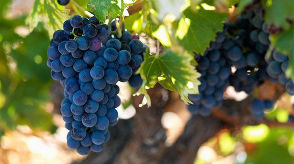 赤霞珠酿酒葡萄品种系列