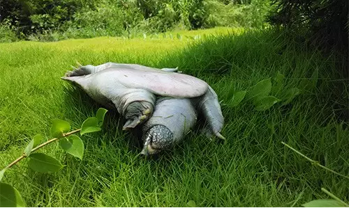 恰逢溫室甲魚市場開始衰敗,老鄭在那幾年過的非常開心富足,梅花農場