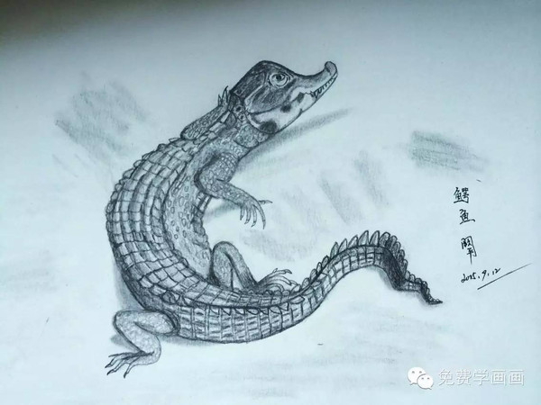 【作业点评2】看我画的鳄鱼是不是也很可爱呢?