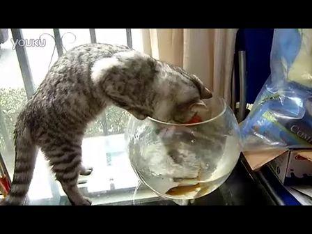 钓鱼猫是什么猫会钓鱼么