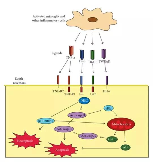 細胞凋亡的三支部隊和三種戰略