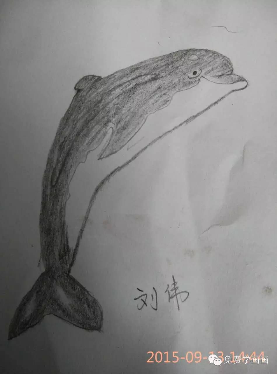 作业点评2这么可爱的海豚你画出来了吗