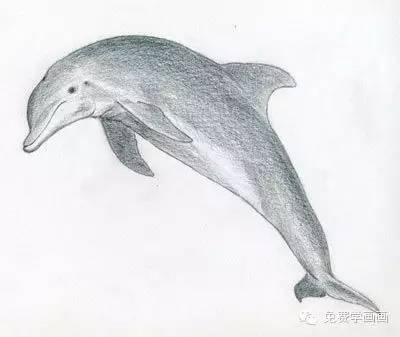 免费学画画,今天教你画海豚