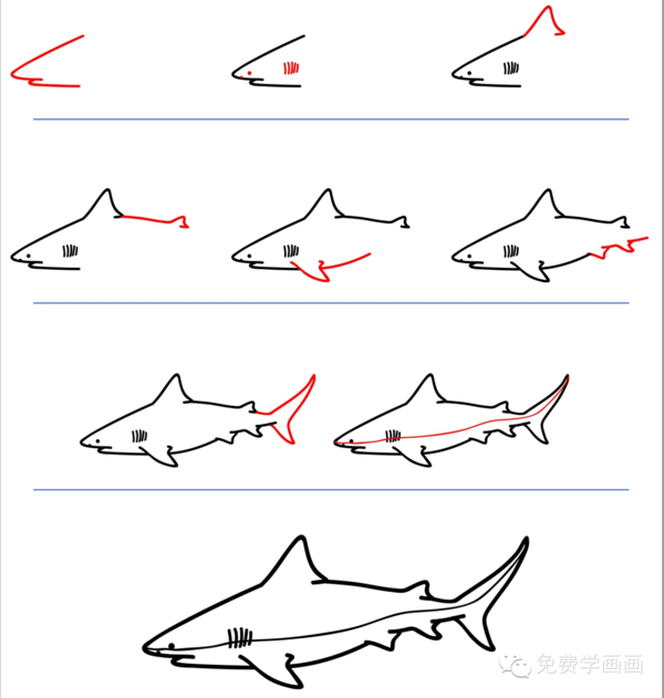 礁鲨怎么画图片