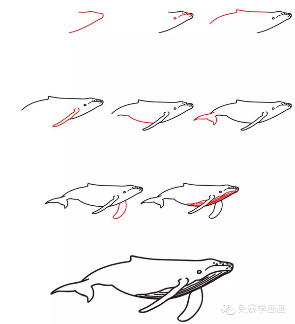 弓头鲸简笔画图片图片