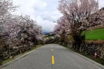 益阳城市新名片桃花大道