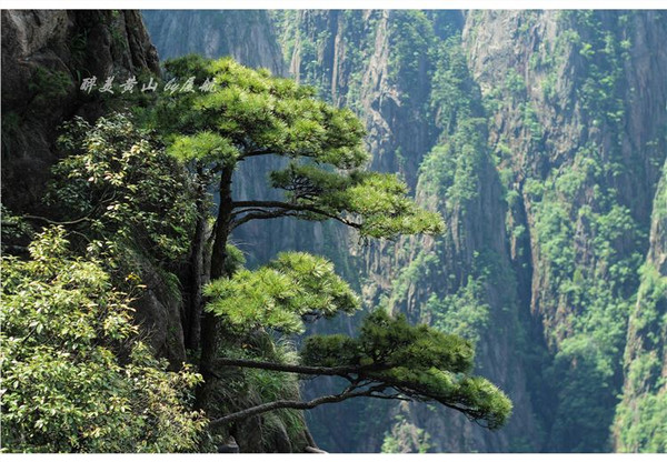 黃山的石頭真是千奇百怪,看什麼像什麼,黃山四絕就是奇松,怪石,雲海