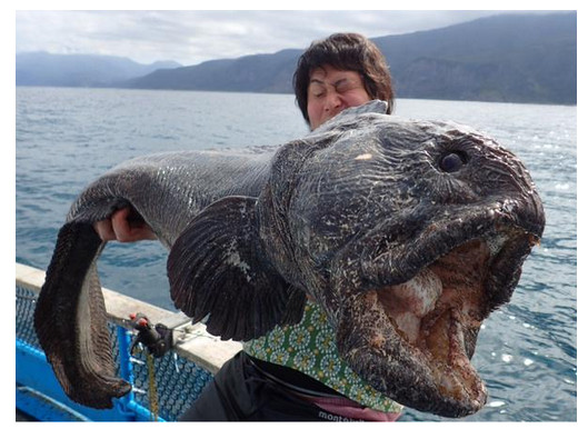 北海道现超大型巨大嘴海怪 样貌丑陋吓死宝宝