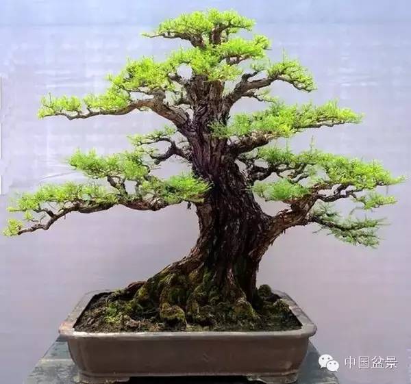 參展單位:花卉世界植物品種和學名:羅漢松作者:關山金獎參展單位:貴州