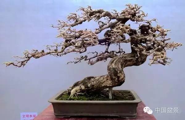 盆景協會植物品種和學名:九里香作品題名:風華正茂作者:勞壽權金獎