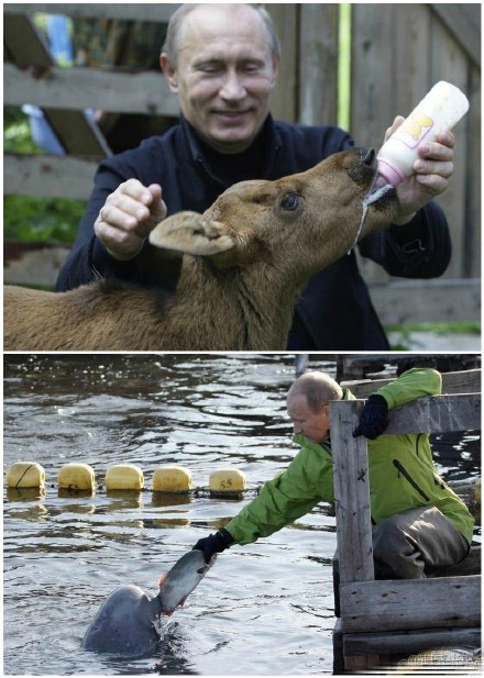 新晉男神普京和小動物們