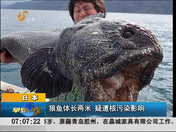 日本:狼鱼体长两米 疑遭核污染影响