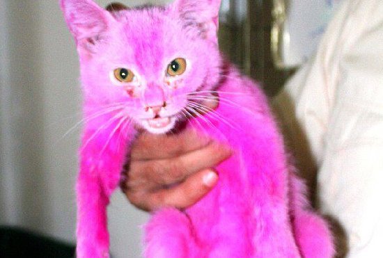 在脸谱网上晒出了一张粉色小猫被关在笼子里暴晒等待被出售的照片