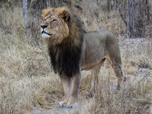在很多非洲国家,野生动物是可以出售的,而仅仅几天的时间,狮王塞西尔