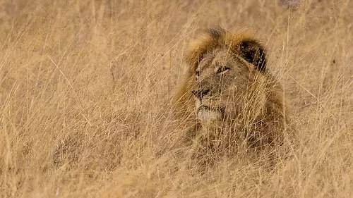 在很多非洲国家,野生动物是可以出售的,而仅仅几天的时间,狮王塞西尔