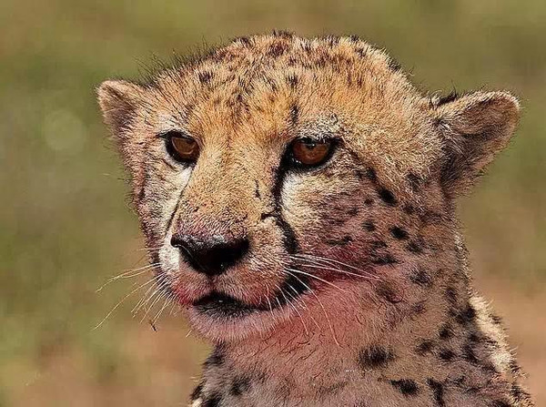 从嘴角到眼角有一道黑色的条纹,这个特征可以用来区别猎豹与花豹