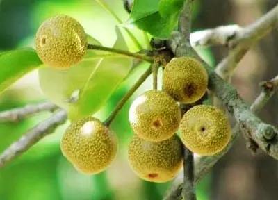 糖粒子树果子图片