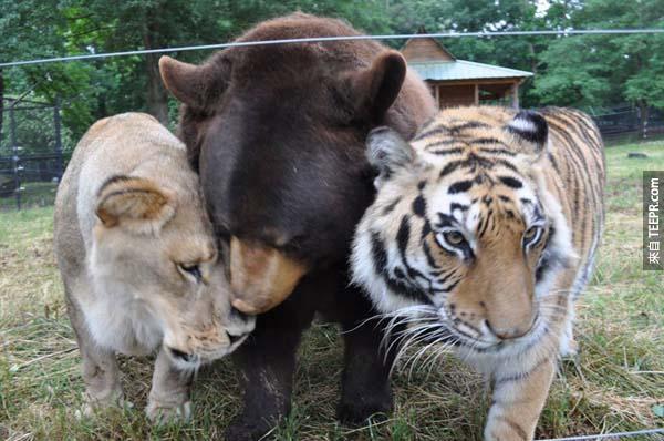 這3種最兇猛的動物竟然成為了朋友