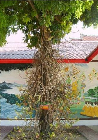 西游记菩提树拍摄地图片