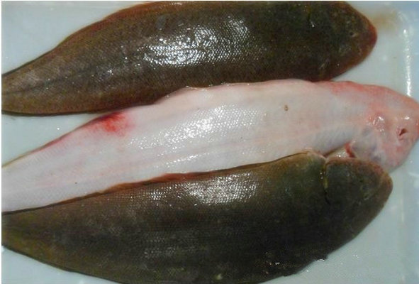 舌鳎鱼硫磺图片