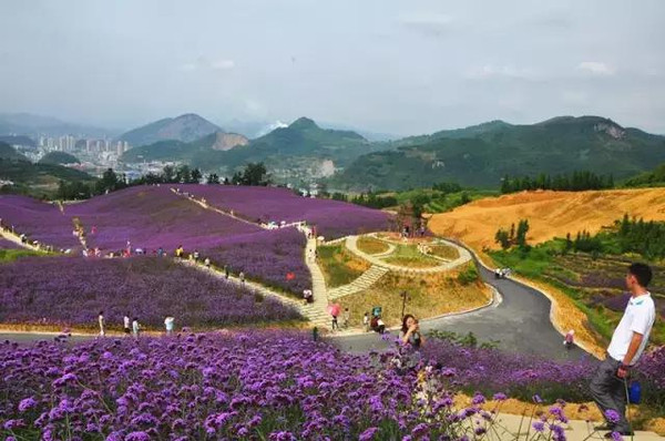 桐梓黔北花海交通保障很給力國慶節約起