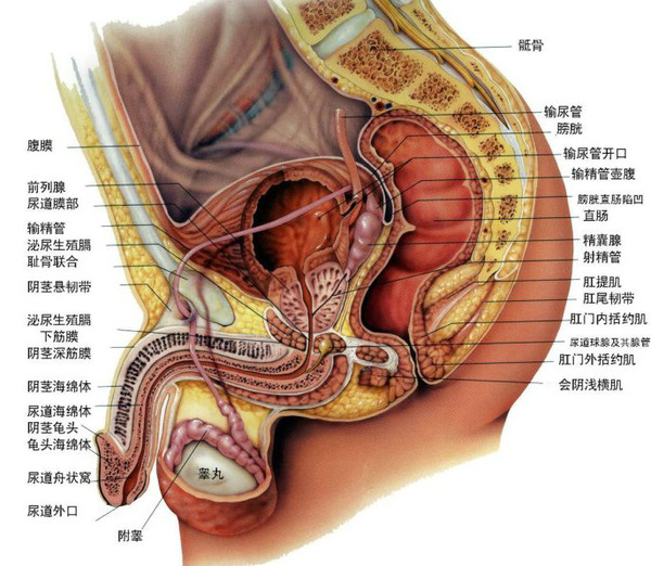 精囊腺解剖位置图片