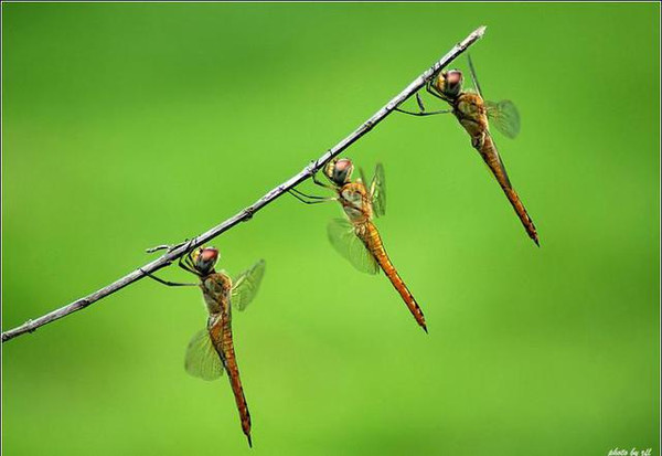6,蜻蜓每到庄稼成熟的时候,到处都是它的身影,有些时候一个,有些时候