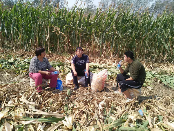 图为邯郸市鸡泽县风正乡亭子头村村民人工收割玉米场景