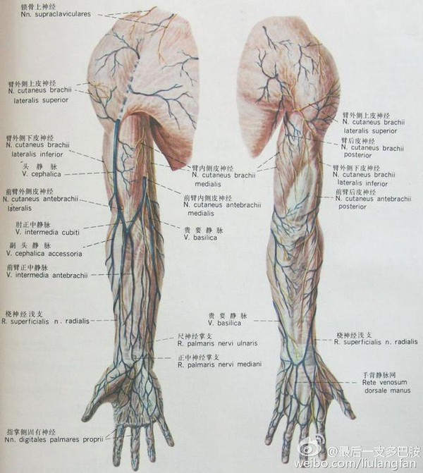 肱静脉血管解剖图图片