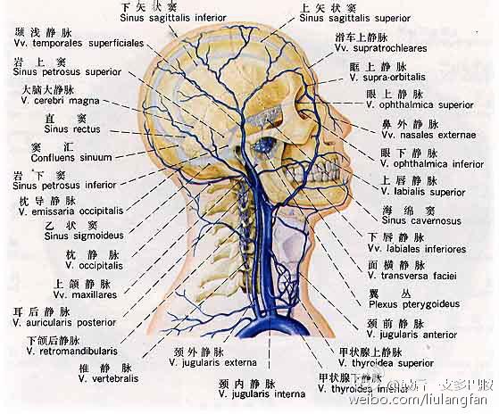 大脑静脉系统解剖图图片