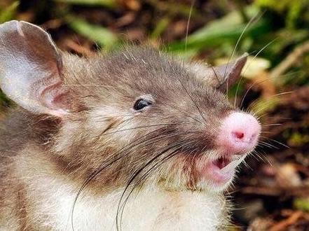 印尼发现新物种:长着猪鼻子的老鼠