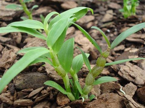 秘訣:識破鐵皮石斛種植騙局