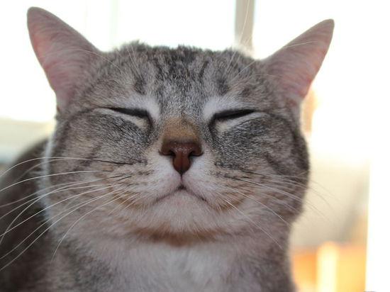 猫咪开心大笑的图片图片