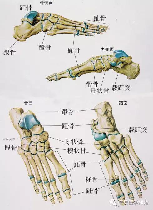 下肢结构分析