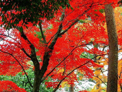 北京十一月除了香山紅葉,還可以去八達嶺看紅葉_微信熱文