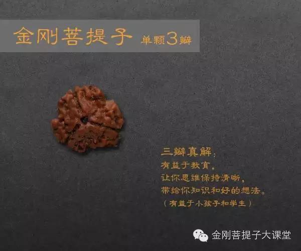 金刚菩提个数的含义(金刚菩提每种瓣数寓意详解，不懂的可以看看)