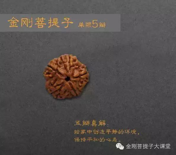 金刚菩提个数的含义(金刚菩提每种瓣数寓意详解，不懂的可以看看)