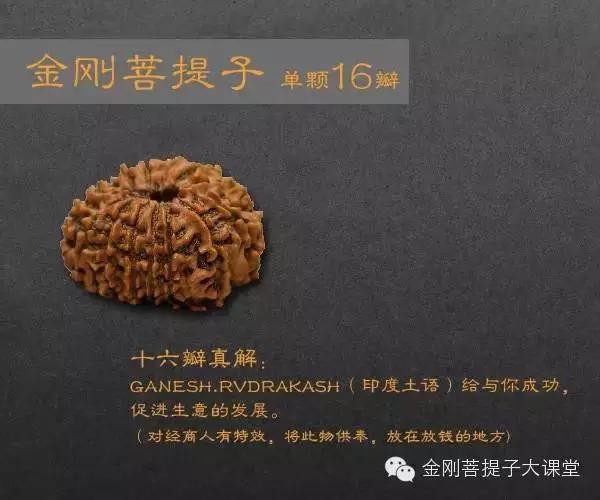 金刚菩提个数的含义(金刚菩提每种瓣数寓意详解，不懂的可以看看)