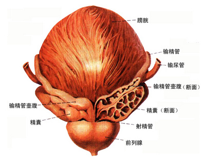 膀胱壁组织层次结构图片