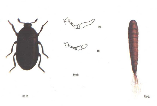 倉庫害蟲黑皮蠹介紹及防治