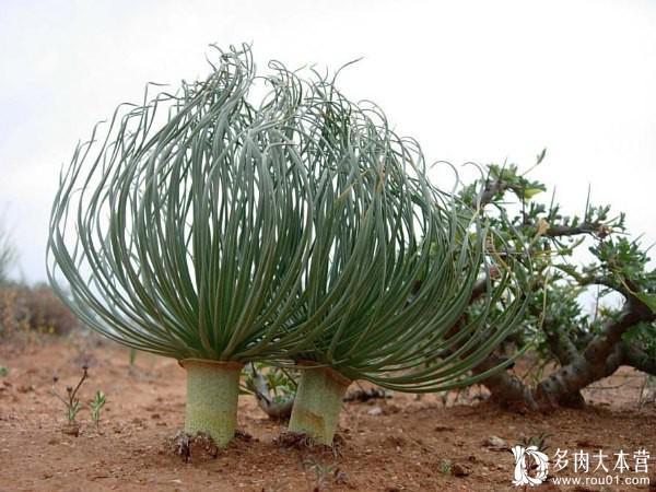 这是世界上最神奇的球根植物,5年只一棵小草大小