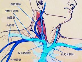 颈前静脉解剖图图片