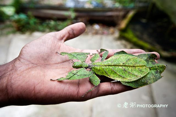 枯叶虫简介图片