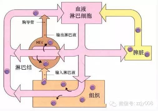 人体的防火墙