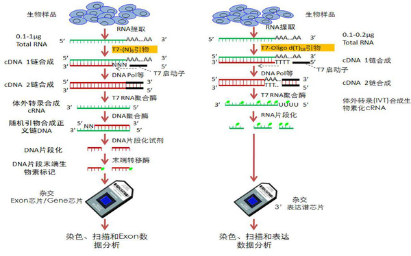 基因拼接技术图片